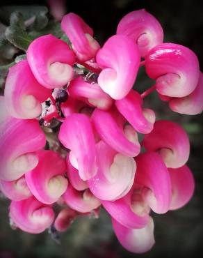 Fotografia 8 da espécie Grevillea lanigera no Jardim Botânico UTAD