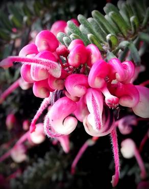 Fotografia 11 da espécie Grevillea lanigera no Jardim Botânico UTAD