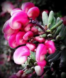 Fotografia da espécie Grevillea lanigera