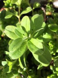 Fotografia da espécie Cerastium glomeratum