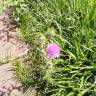 Fotografia 14 da espécie Cirsium vulgare do Jardim Botânico UTAD