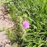 Fotografia 14 da espécie Cirsium vulgare do Jardim Botânico UTAD