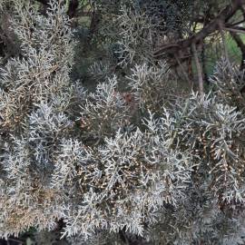 Fotografia da espécie Cupressus arizonica