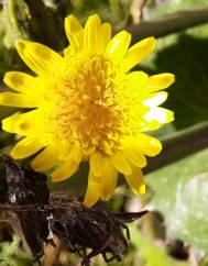 Sonchus oleraceus