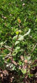 Fotografia da espécie Sonchus oleraceus