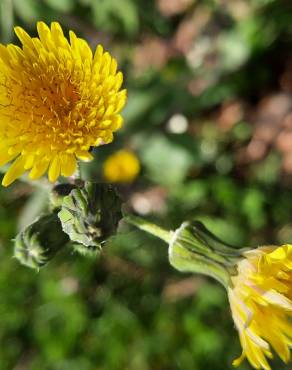 Fotografia 3 da espécie Sonchus oleraceus no Jardim Botânico UTAD