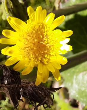 Fotografia 4 da espécie Sonchus oleraceus no Jardim Botânico UTAD