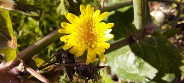 Fotografia da espécie Sonchus oleraceus