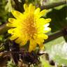 Fotografia 4 da espécie Sonchus oleraceus do Jardim Botânico UTAD