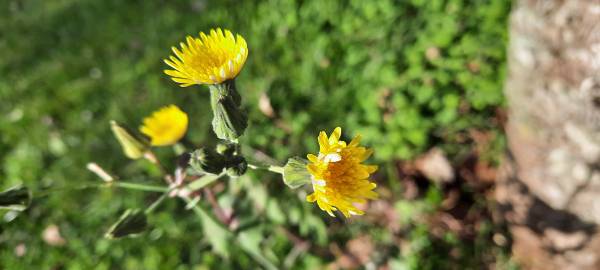 Fotografia da espécie Sonchus oleraceus