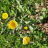 Fotografia 6 da espécie Sonchus oleraceus do Jardim Botânico UTAD