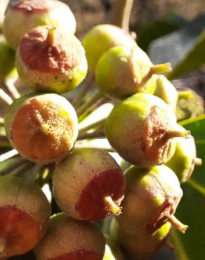 Fotografia 9 da espécie Hedera hibernica no Jardim Botânico UTAD