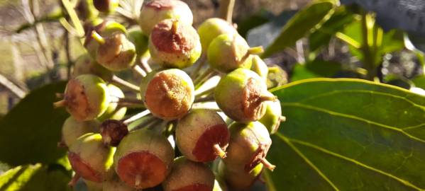 Fotografia da espécie Hedera hibernica