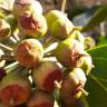 Fotografia 9 da espécie Hedera hibernica do Jardim Botânico UTAD