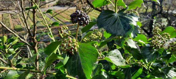 Fotografia da espécie Hedera hibernica