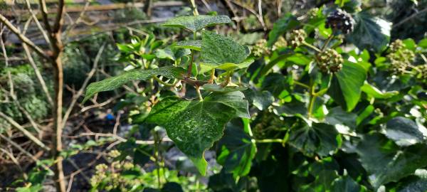 Fotografia da espécie Hedera hibernica