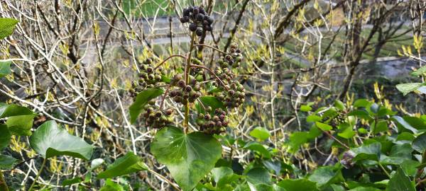 Fotografia da espécie Hedera hibernica
