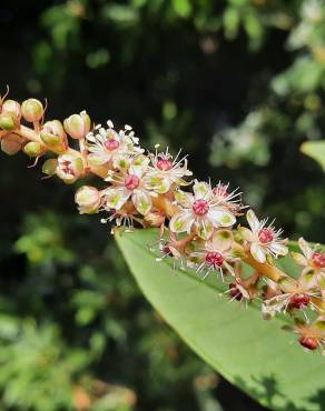 Fotografia 19 da espécie Phytolacca americana no Jardim Botânico UTAD