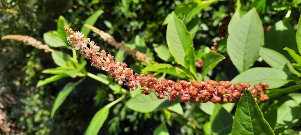 Fotografia da espécie Phytolacca americana