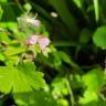 Fotografia 13 da espécie Geranium rotundifolium do Jardim Botânico UTAD