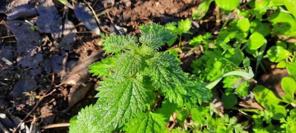 Fotografia da espécie Urtica membranaceae