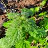 Fotografia 13 da espécie Urtica membranaceae do Jardim Botânico UTAD