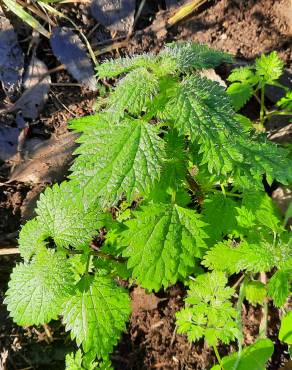 Fotografia 14 da espécie Urtica membranaceae no Jardim Botânico UTAD