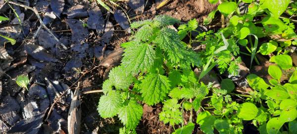 Fotografia da espécie Urtica membranaceae