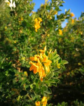 Fotografia 10 da espécie Medicago arborea no Jardim Botânico UTAD