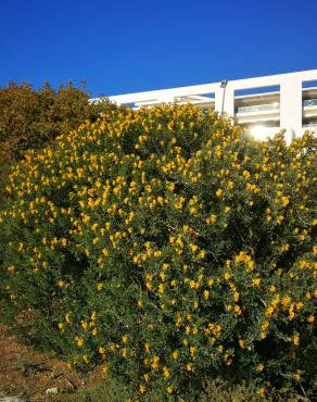 Fotografia 12 da espécie Medicago arborea no Jardim Botânico UTAD