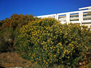 Fotografia da espécie Medicago arborea