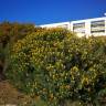 Fotografia 12 da espécie Medicago arborea do Jardim Botânico UTAD