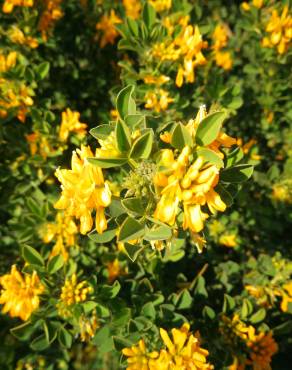 Fotografia 13 da espécie Medicago arborea no Jardim Botânico UTAD