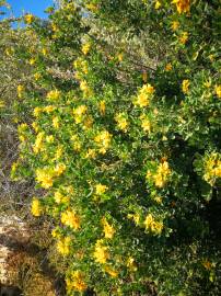 Fotografia da espécie Medicago arborea