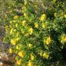 Fotografia 14 da espécie Medicago arborea do Jardim Botânico UTAD