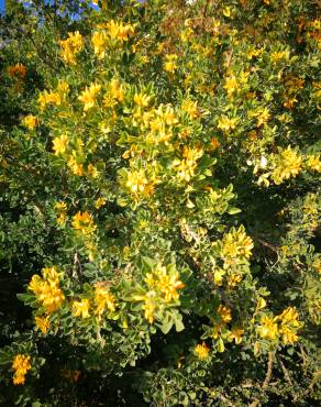 Fotografia 15 da espécie Medicago arborea no Jardim Botânico UTAD