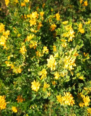 Fotografia 16 da espécie Medicago arborea no Jardim Botânico UTAD