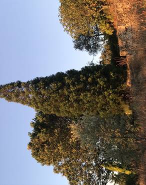 Fotografia 4 da espécie Sequoiadendron giganteum no Jardim Botânico UTAD