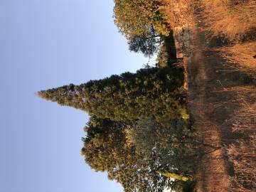 Fotografia da espécie Sequoiadendron giganteum