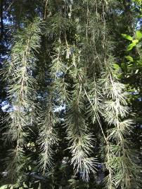 Fotografia da espécie Cedrus deodara