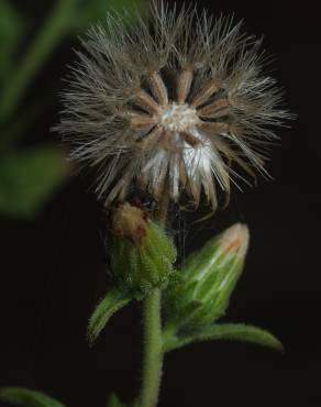 Fotografia 8 da espécie Dittrichia graveolens no Jardim Botânico UTAD