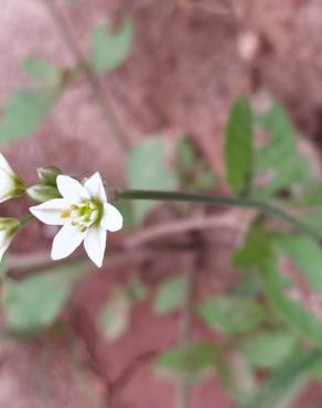 Fotografia 11 da espécie Nothoscordum gracile no Jardim Botânico UTAD