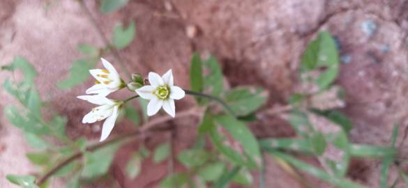 Fotografia da espécie Nothoscordum gracile