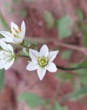 Fotografia 13 da espécie Nothoscordum gracile no Jardim Botânico UTAD