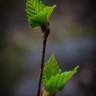 Fotografia 5 da espécie Betula pubescens do Jardim Botânico UTAD