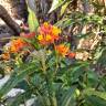 Fotografia 12 da espécie Asclepias curassavica do Jardim Botânico UTAD