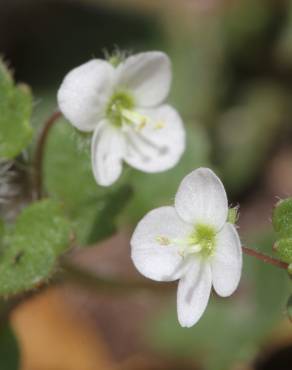 Fotografia 1 da espécie Veronica cymbalaria no Jardim Botânico UTAD