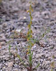 Polygala monspeliaca