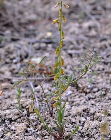 Fotografia de capa Polygala monspeliaca - do Jardim Botânico