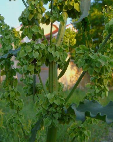 Fotografia de capa Rumex longifolius - do Jardim Botânico